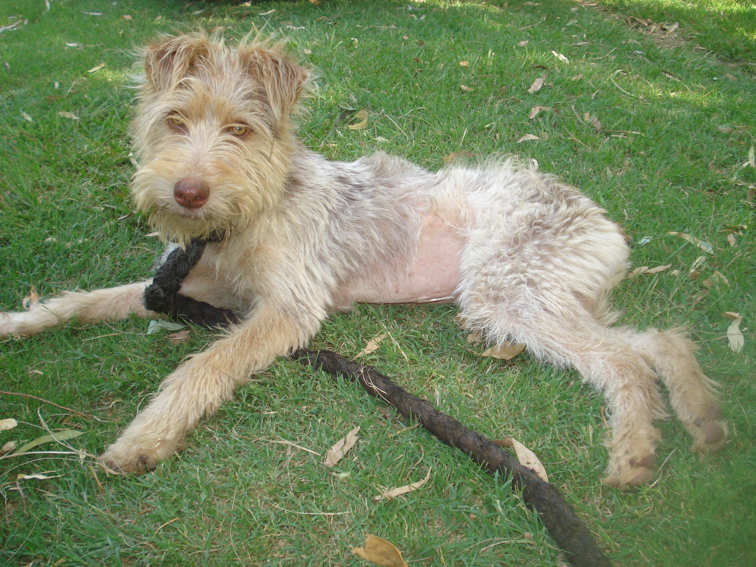 fotos/2012-12-25 - Campo Tia Marta/DSC05136.JPG